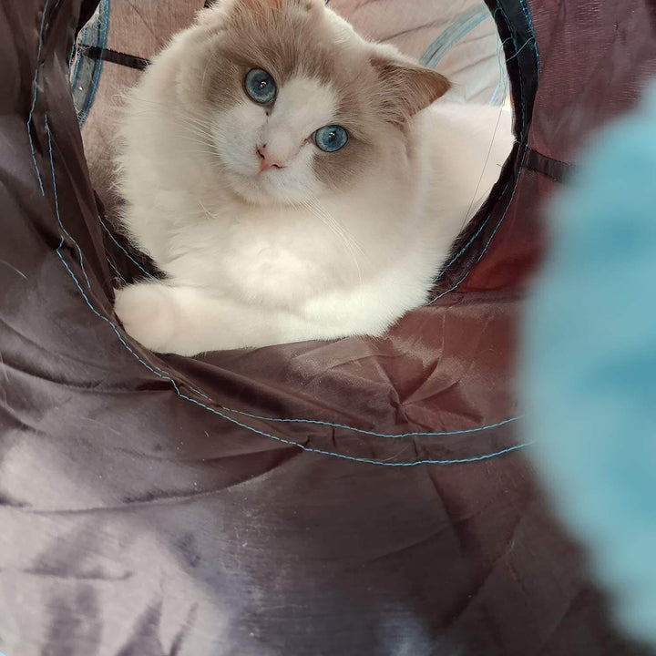 Kompakt fällbar kattunnel, enkel att packa ihop. Perfekt kattleksak för hem och resor.