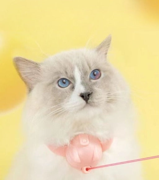 Katt med blått interaktivt laser katthalsband, engagerad i lek & jakt. Stimulerande kattleksak för träning.
