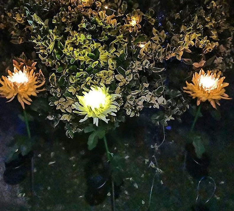Krysantemum solcellsljus i kvällsljus. Dekorativ LED-blomma för trädgård och uteplats.