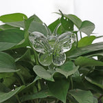 Mariposa