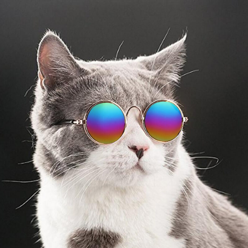 Snygga retro solglasögon för hundar. Trendig hundmodeaccessoar med UV-skydd för lek & soliga dagar.