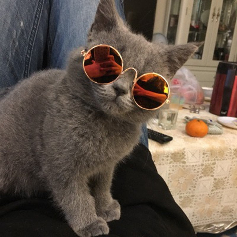 Skyddande retro solglasögon för husdjur. UV-skydd & stil för snygga hundar och katter, trendig accessoar.