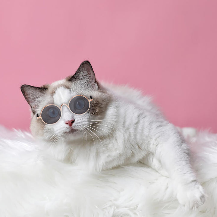 Husdjur bär trendiga retro solglasögon. Stilren accessoar för mode & skydd, snygg hund & katt.